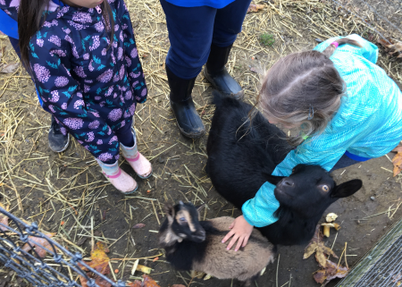 Apple Barn Petting Zoo Field Trip